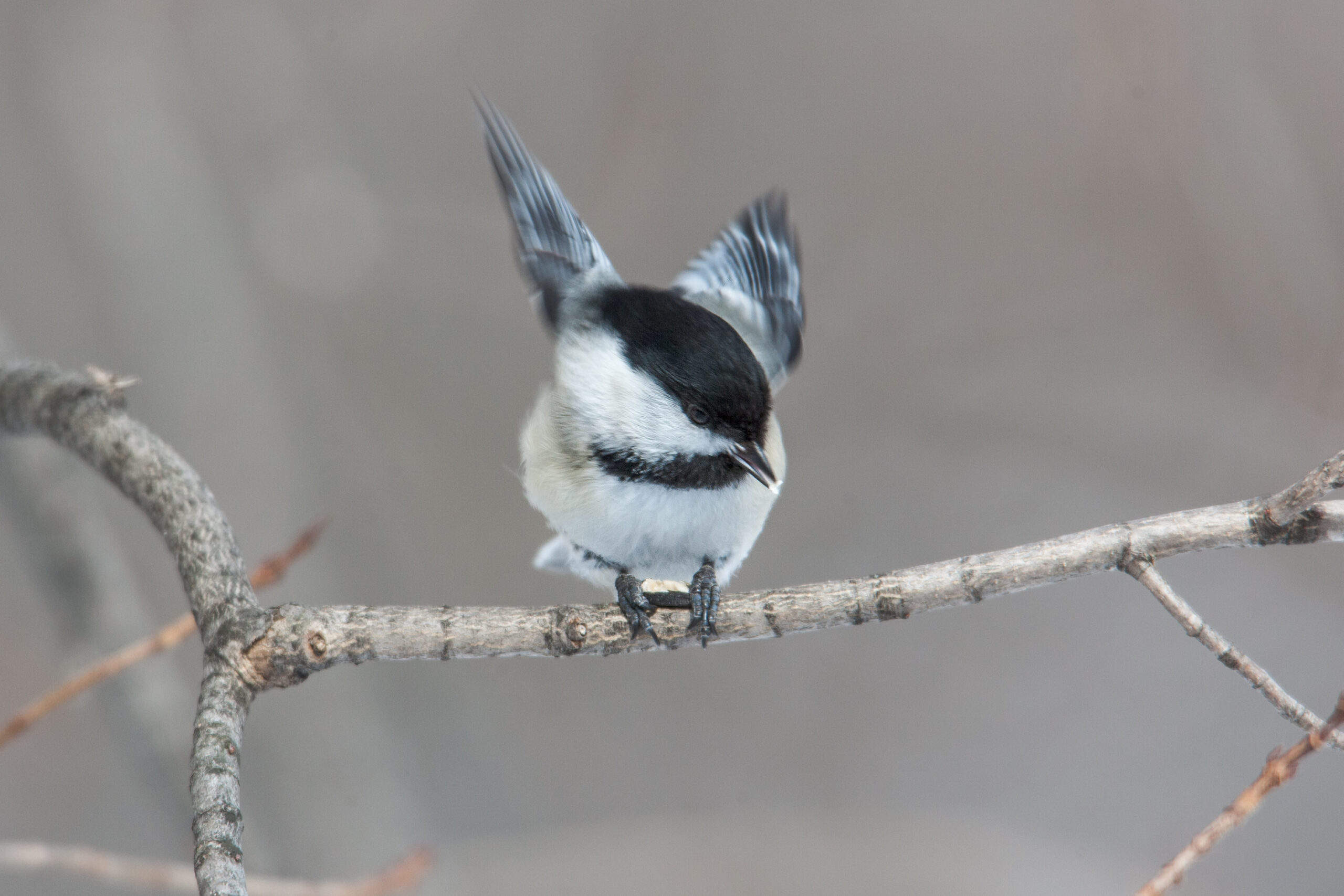 Winter birding in the backyard