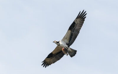 A kayak for wildlife photography